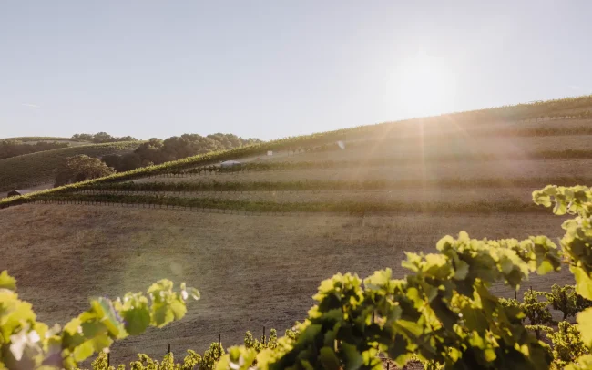 Grenache terrace at sunset