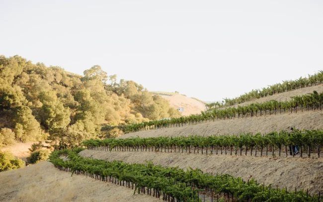 Grenache terrace