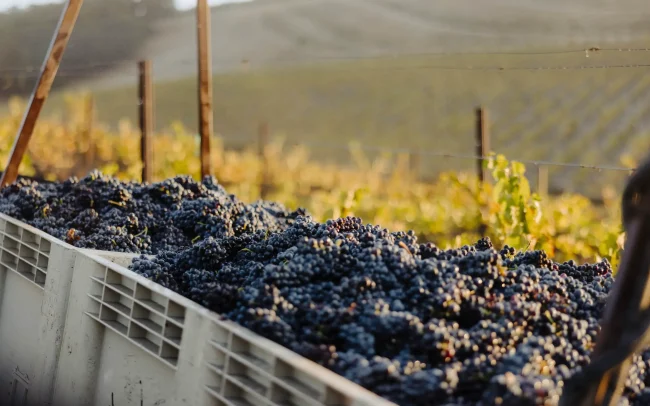Containers of harvested wine grapes