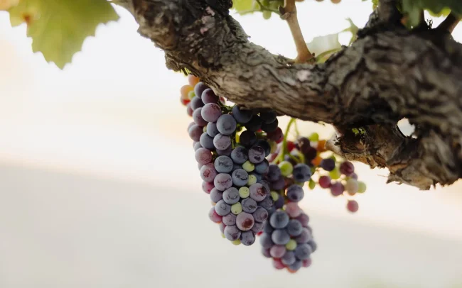 Grape cluster on the vine